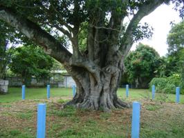 Murna Street Fig Tree